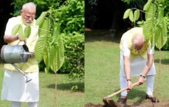 PM Modi Plants Kadamb Sapling Gifted
